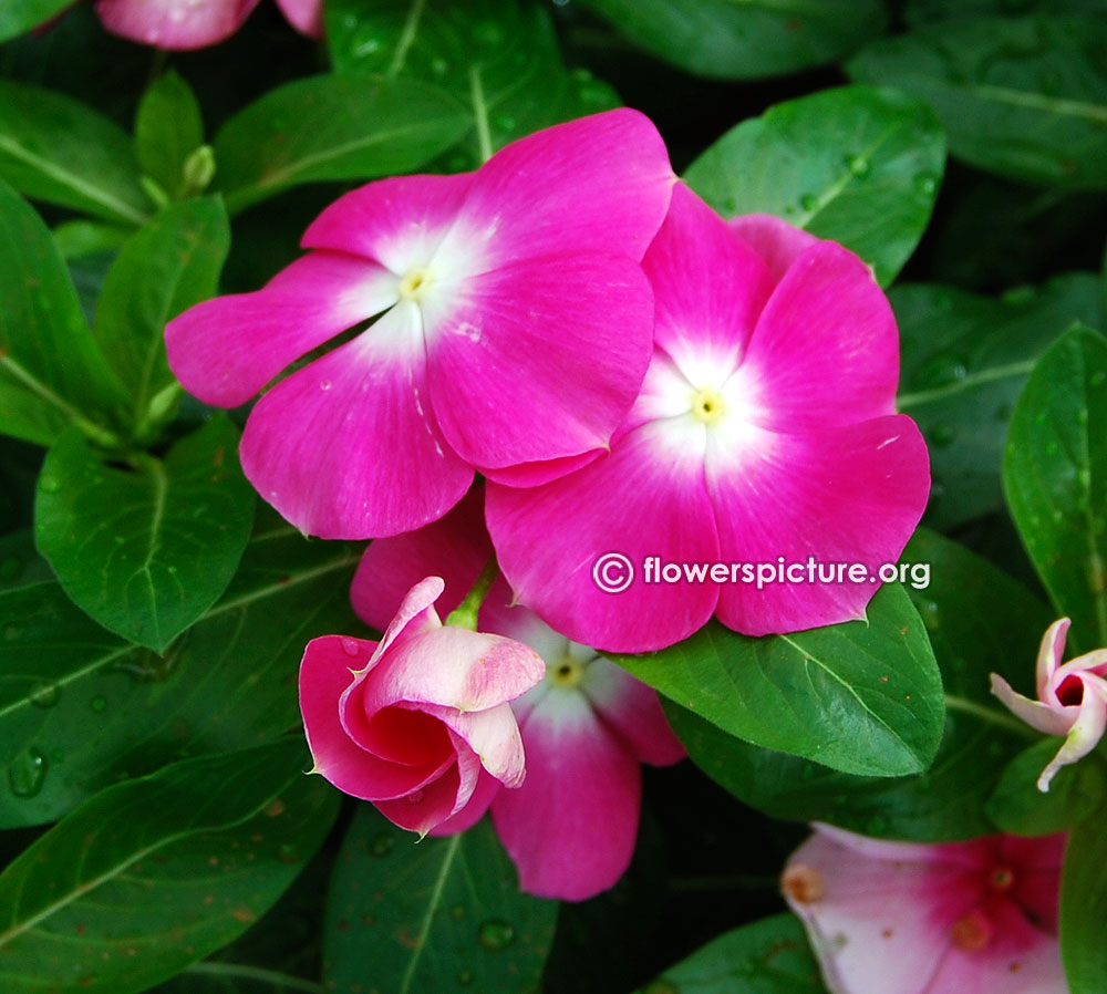 Catharanthus Roseus White Purple