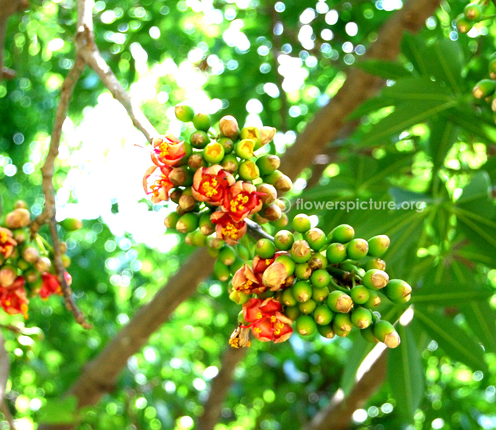 Ceiba pentandra