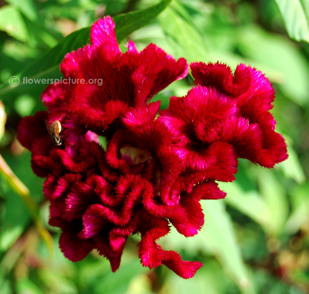 Celosia cristata cockscomb flower heads