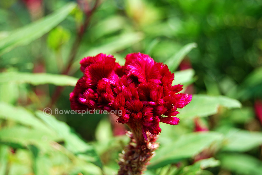 Celosia cristata magenta flowers