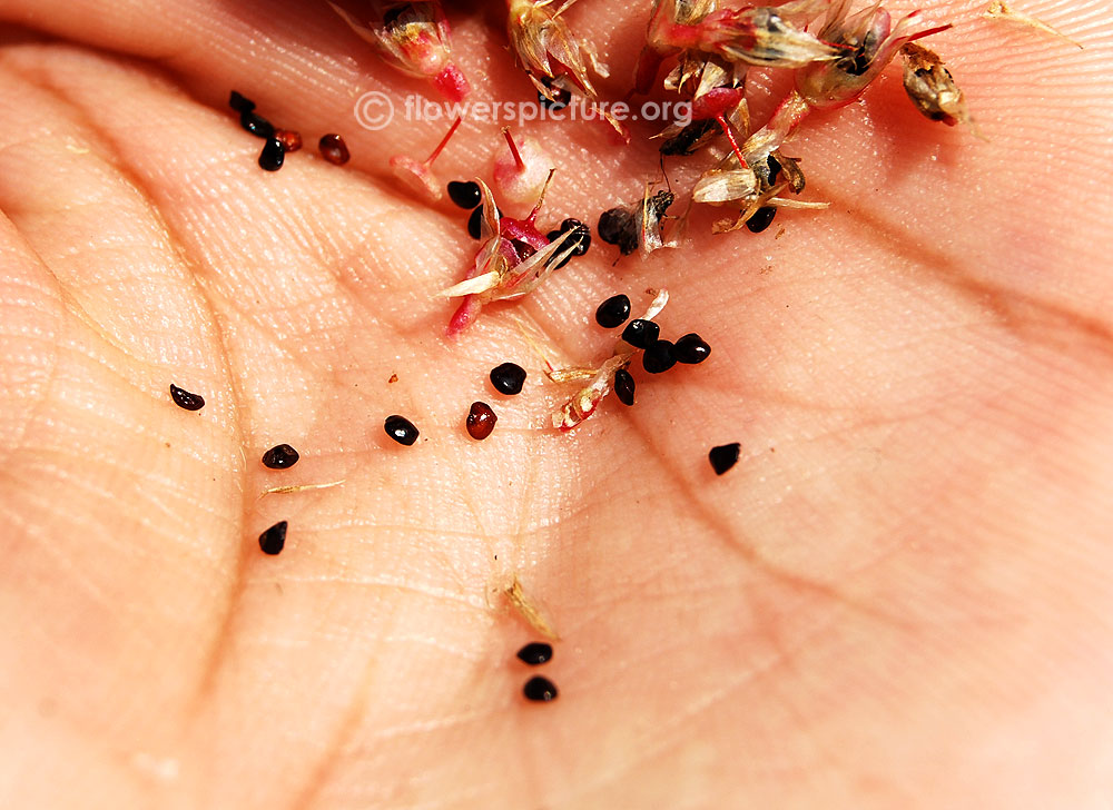 Celosia Cristata Seeds