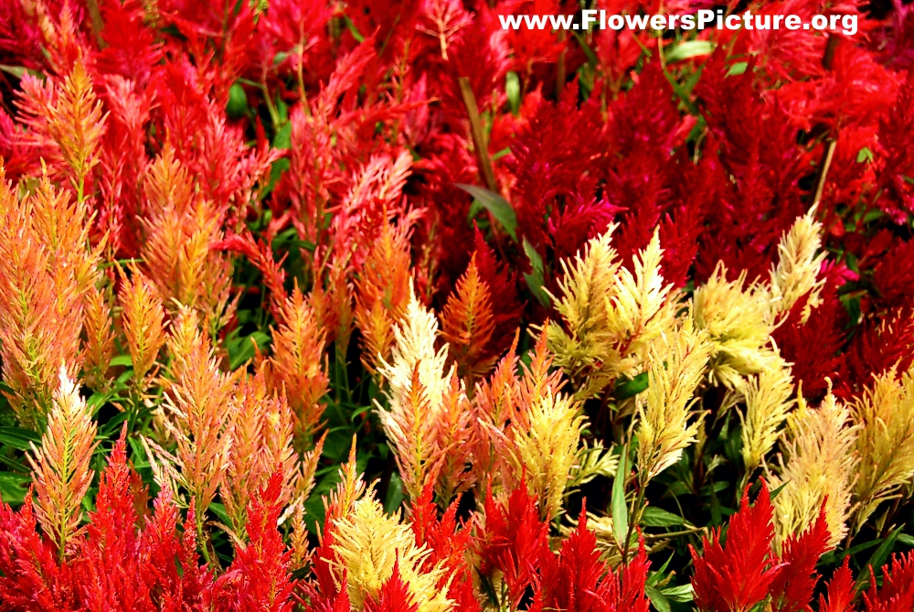 Celosia argentea