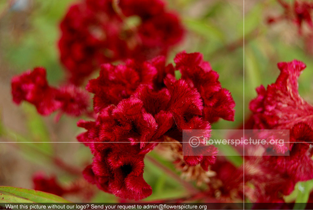 Celosia Cristata