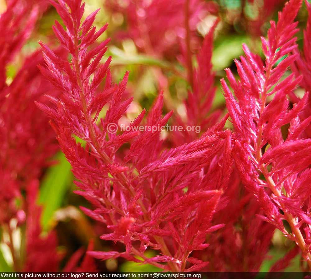 Celosia Red