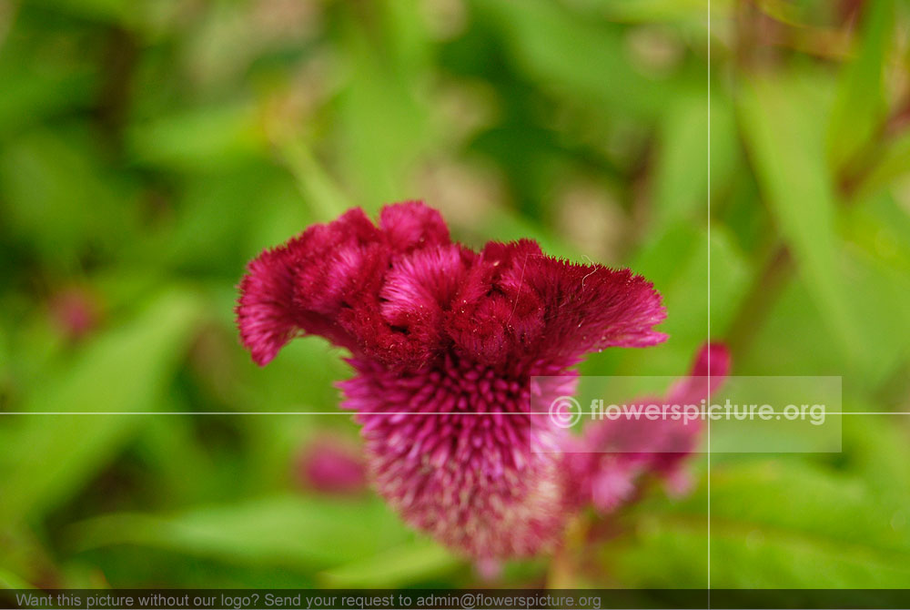 Celosia Spicata