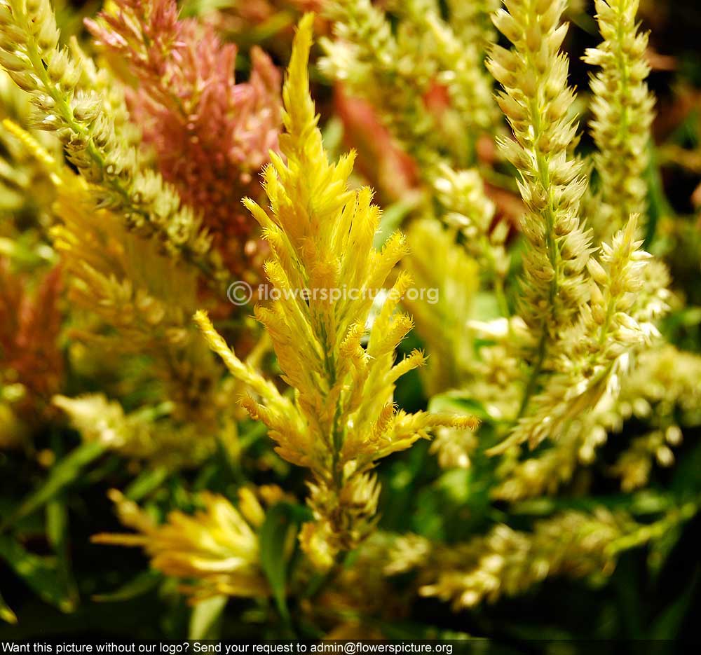 Celosia White