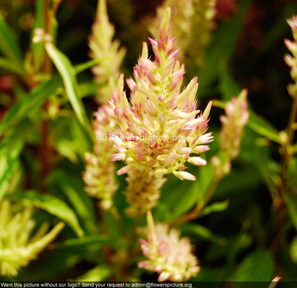 Celosia White Pink