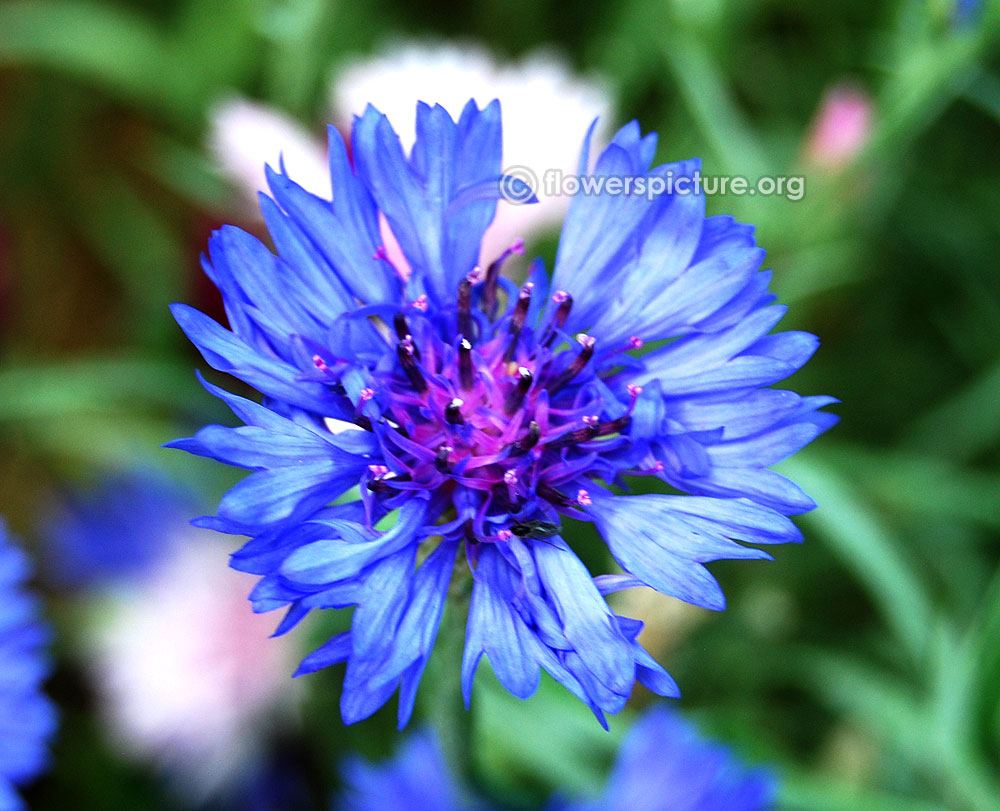 Centaurea cyanus