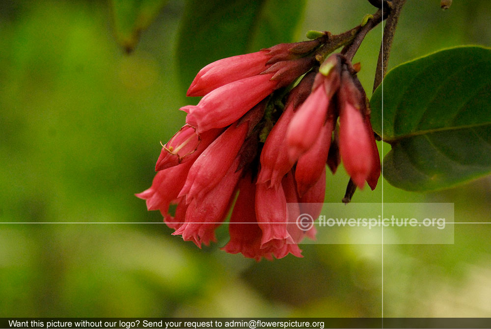 Cestrum fasciculatum