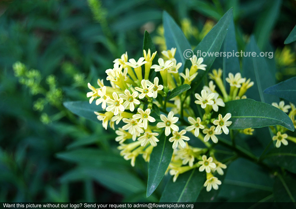 Cestrum parqui