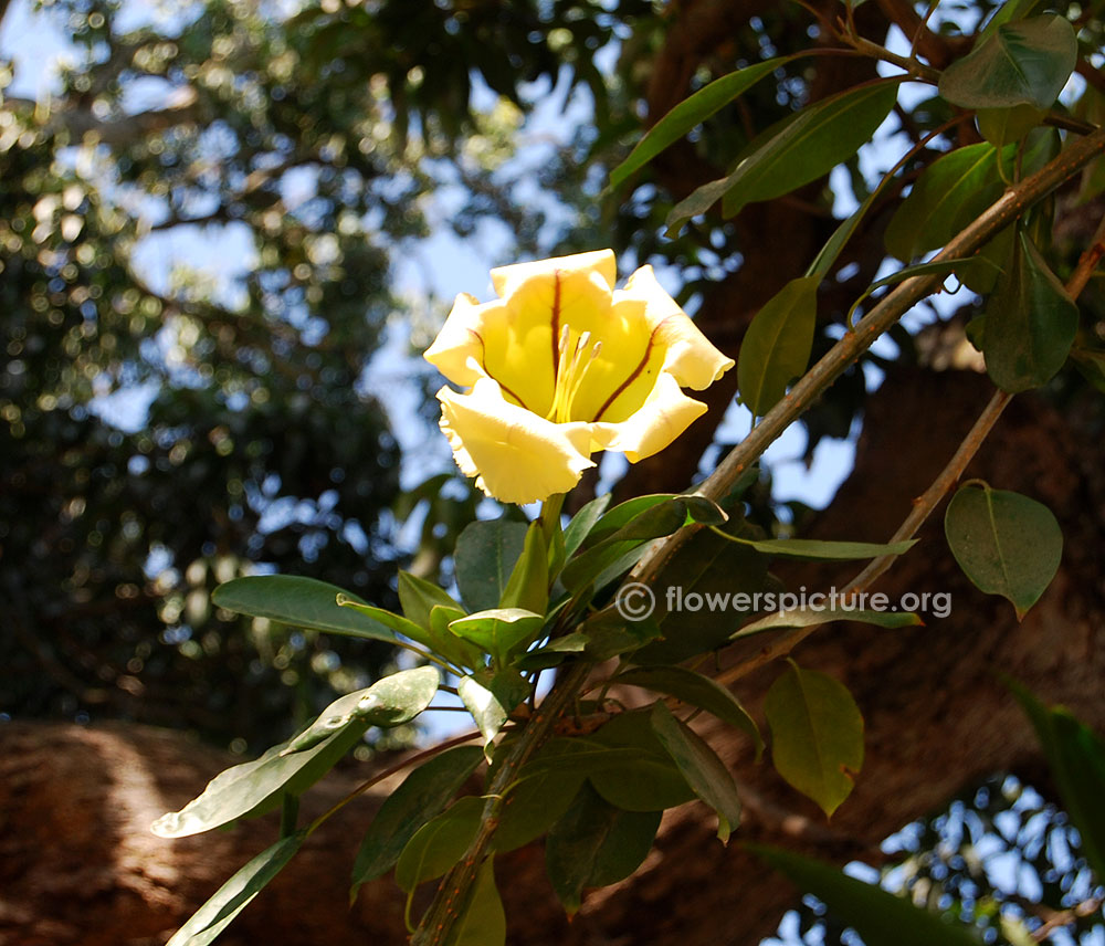 Chalice vine