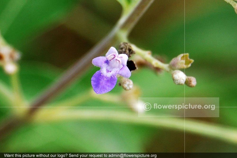 Chaste tree flower