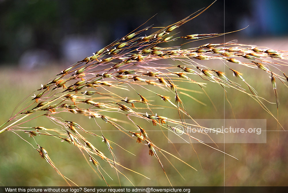 Cheatgrass