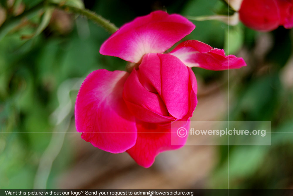 Chestnut rose buds