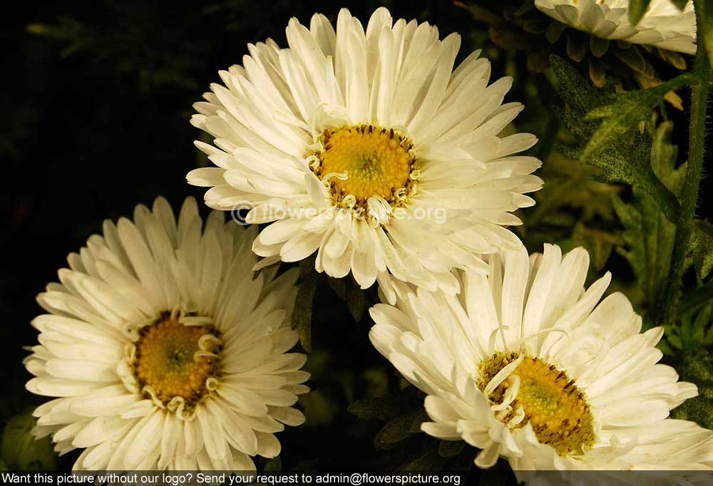 China Aster White