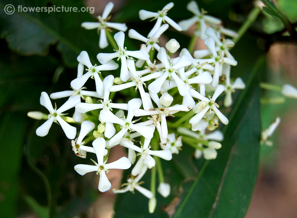 Chinese ixora