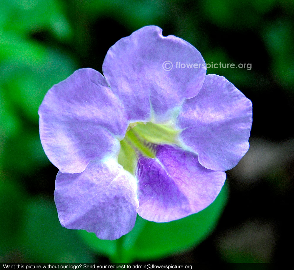 Chinese Violet