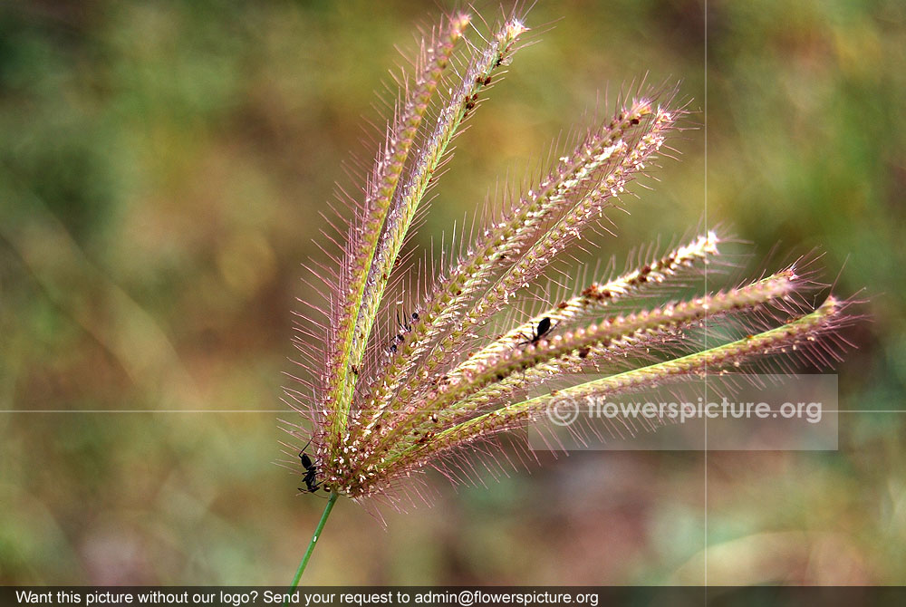 Chloris barbata