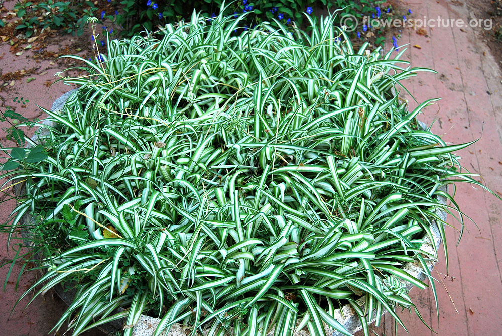 chlorophytum comosum vittatum