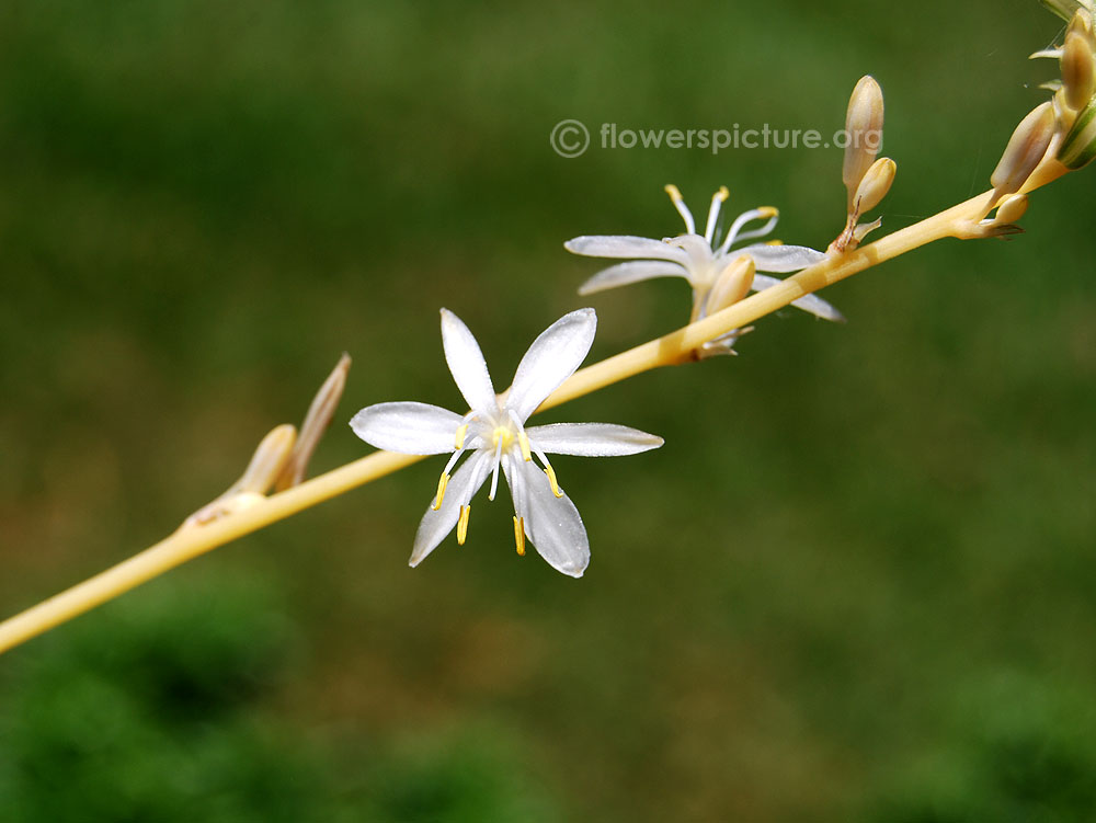 Chlorophytum comosum