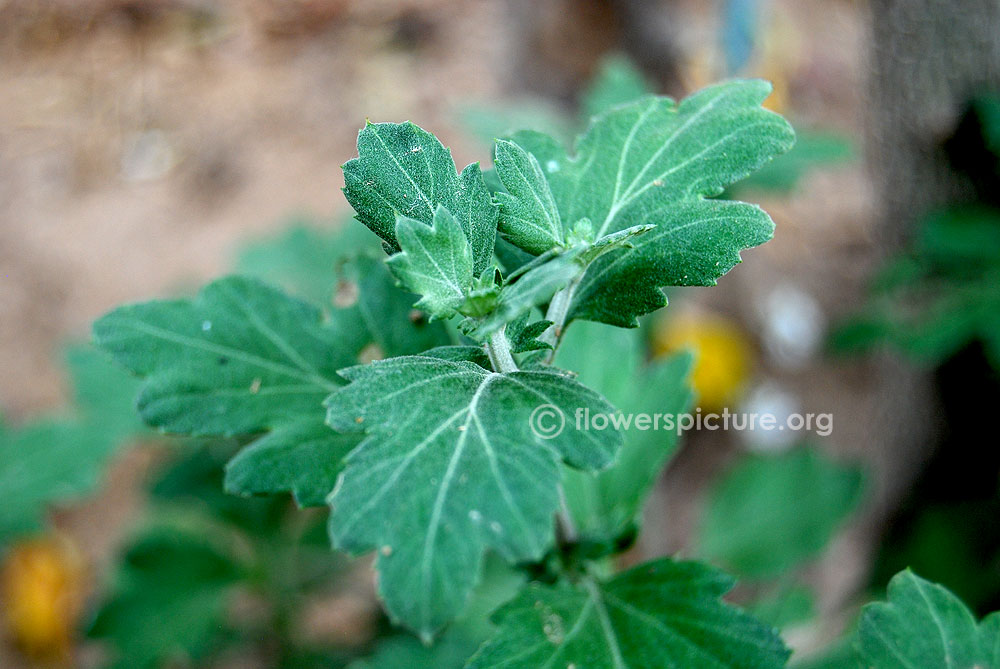 Chrysanthemum morifolium foliage