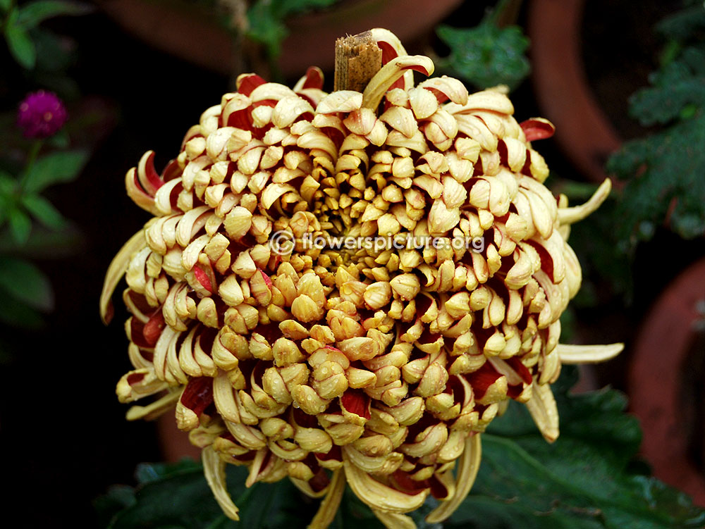 Chrysanthemum x morifolium 'St. Tropez'