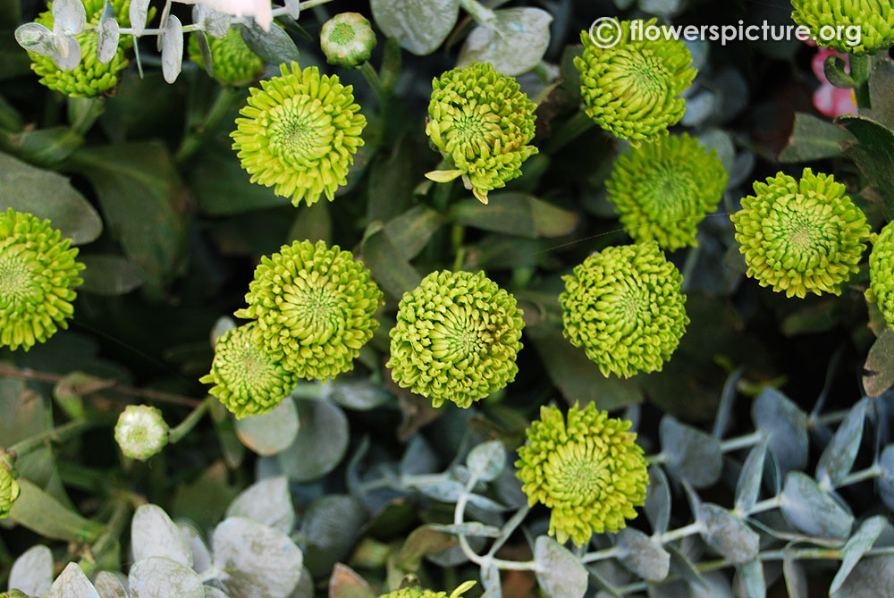 Chrysanthemum Green