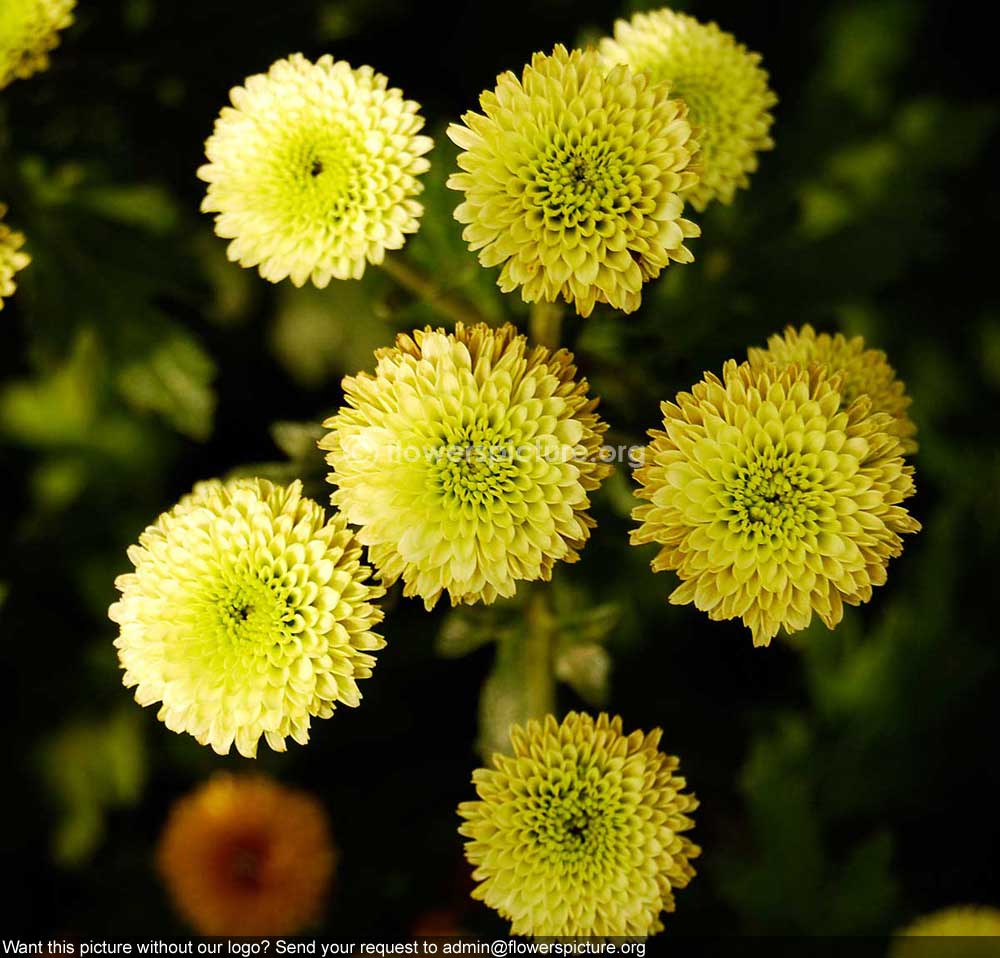 Chrysanthemum Green White Mixed