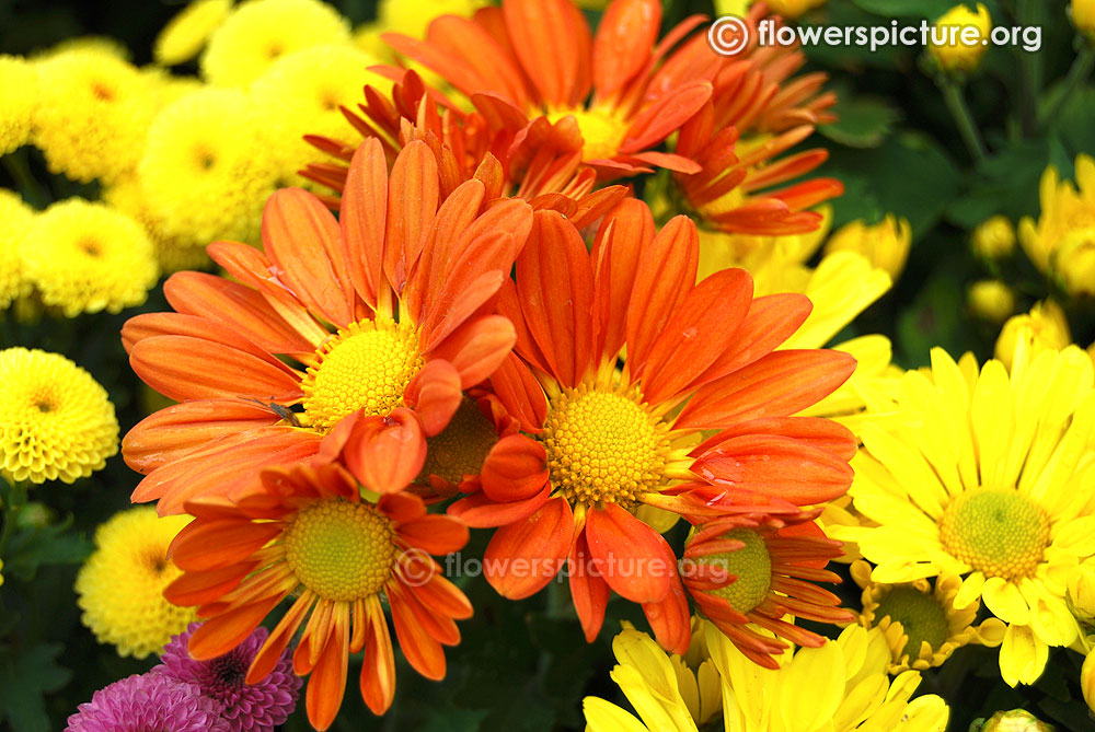 Chrysanthemum Orange