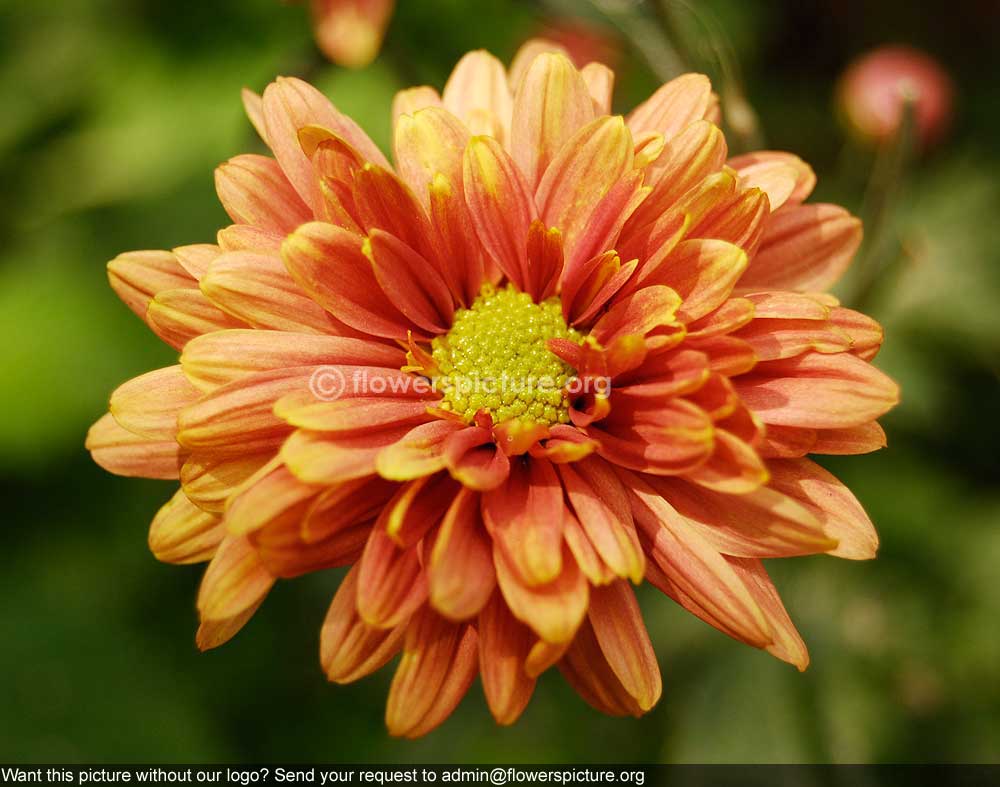 Chrysanthemum