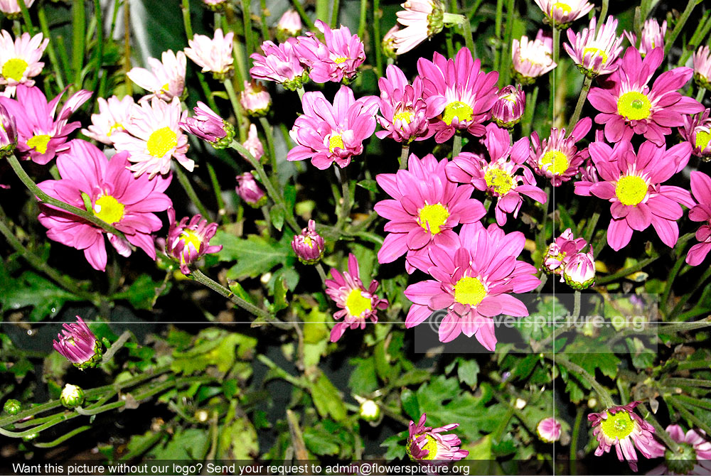 Chrysanthemum Pink