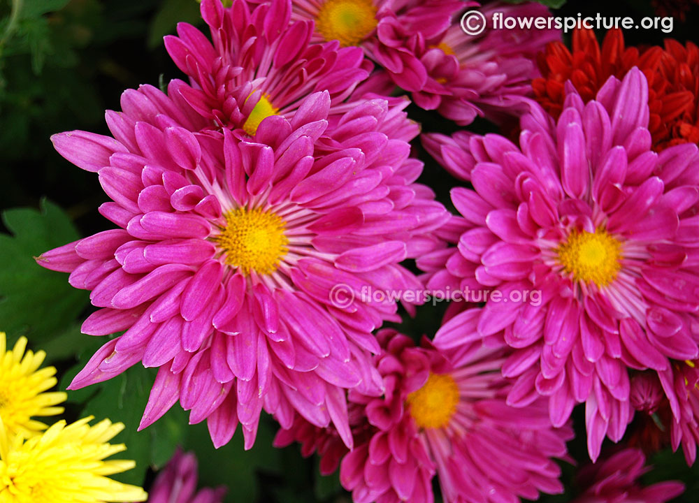 Chrysanthemum pink fantasy