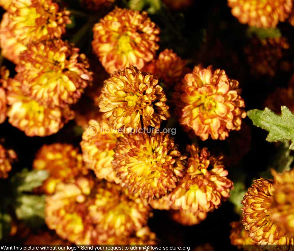 Chrysanthemum