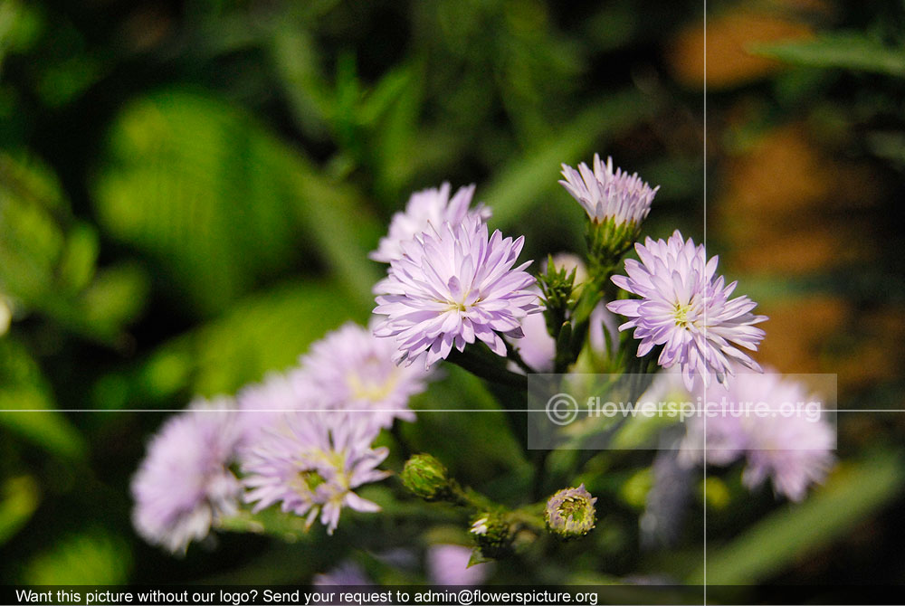 Chrysanthemum Violet