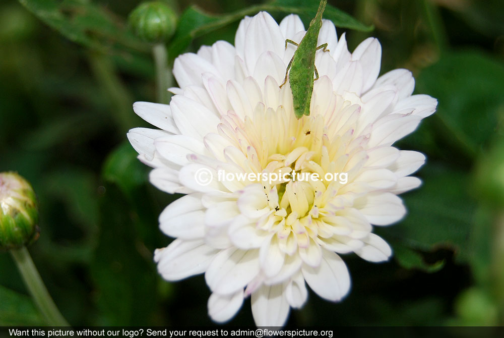 Chrysanthemum White