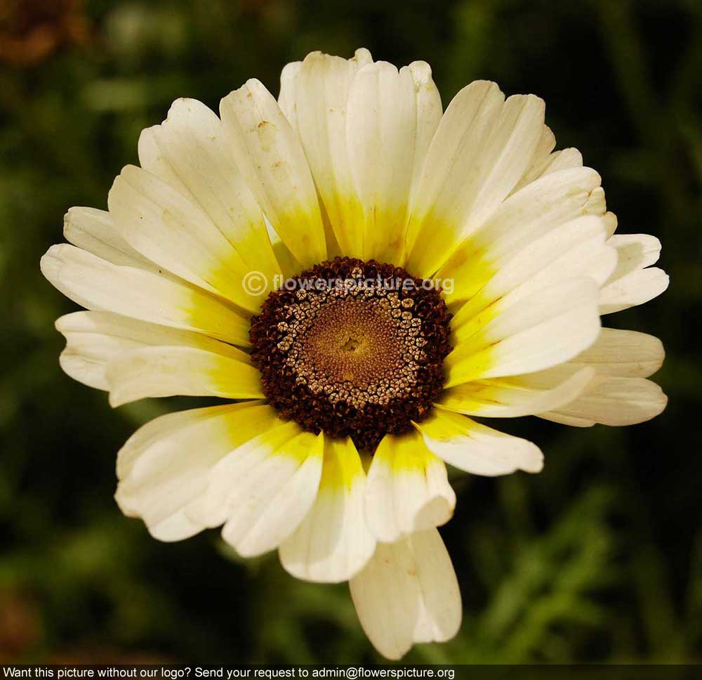 Chrysanthemum