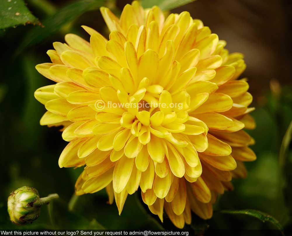 Chrysanthemum yellow red