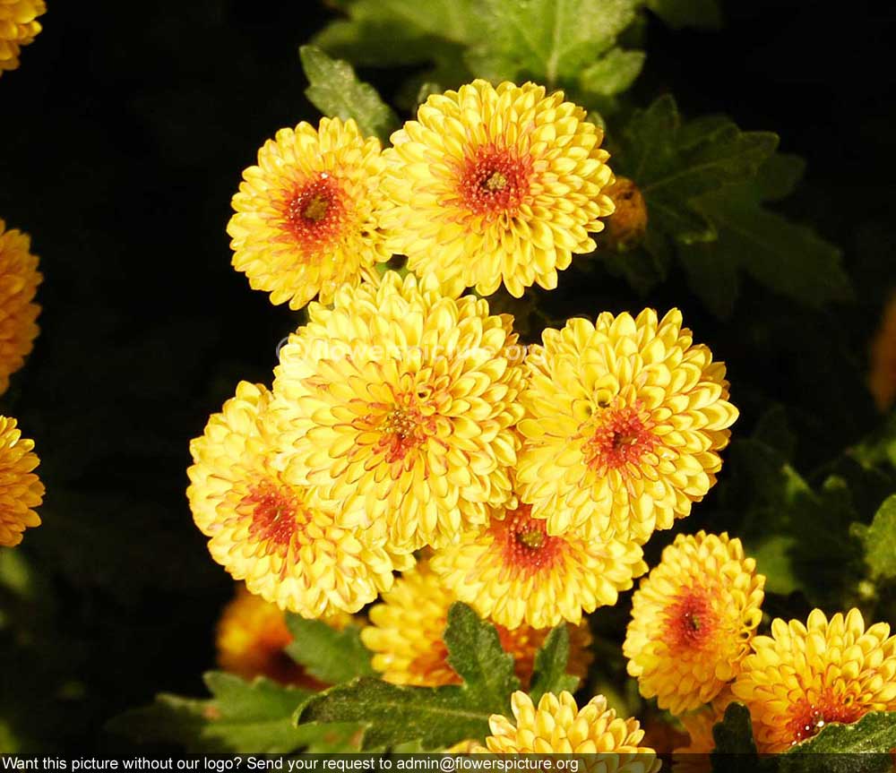 Chrysanthemum