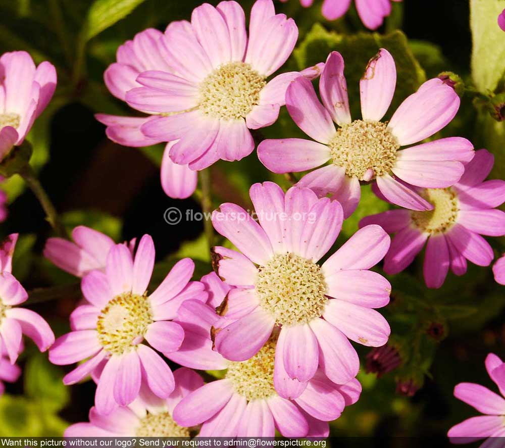 Cineraria Pink