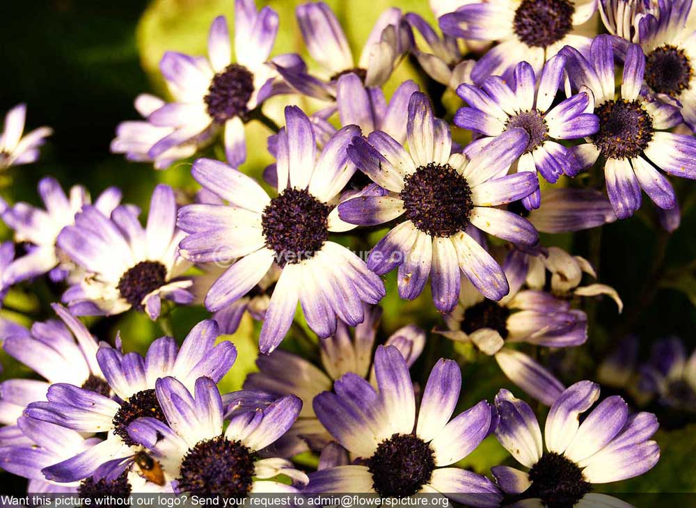 Cineraria Purple