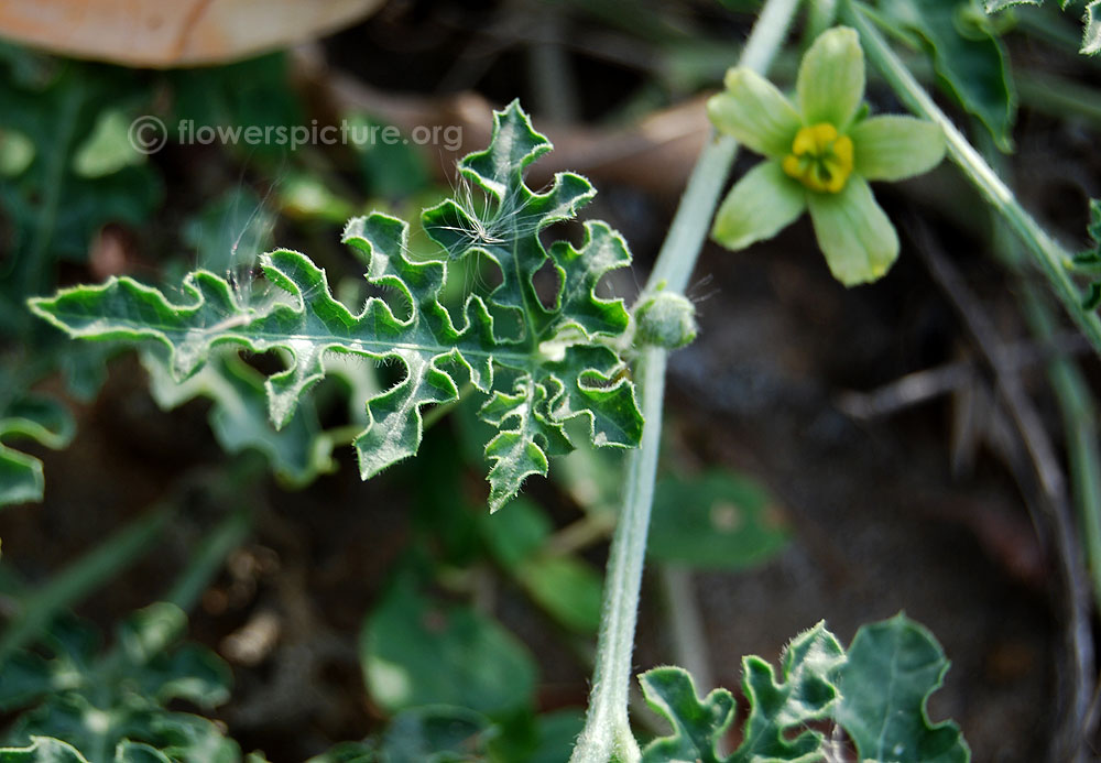 Citrullus colocynthis foliage