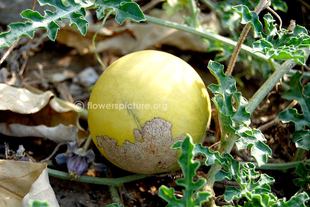 Citrullus colocynthis fruit