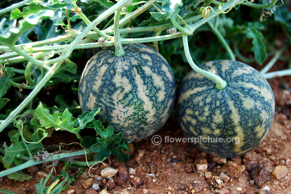 Citrullus colocynthis green fruit