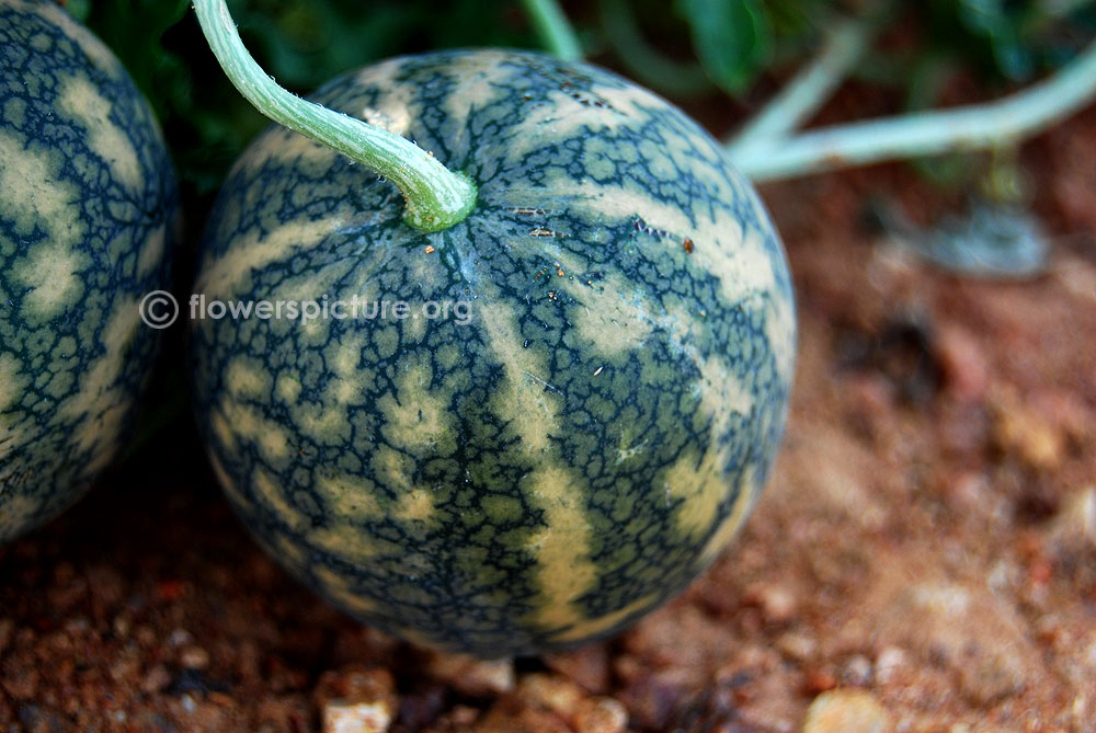 Citrullus colocynthis green with yellow variegated fruit