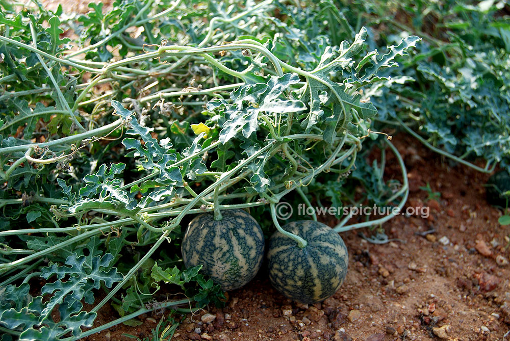 Citrullus colocynthis plant