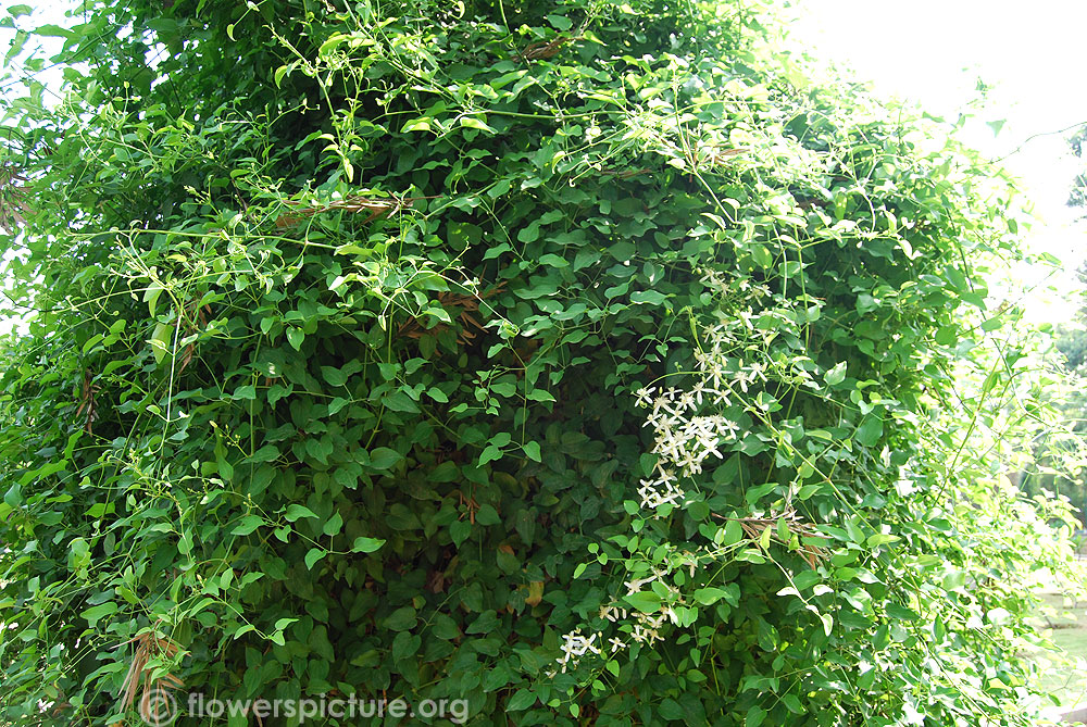 Clematis flammula shrub