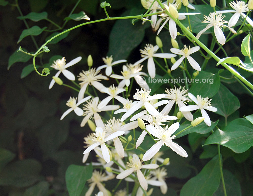 Clematis flammula