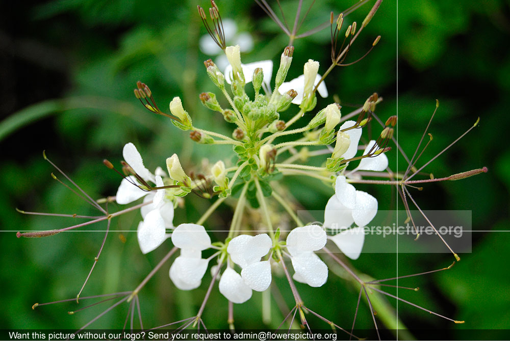 Cleome hassleriana