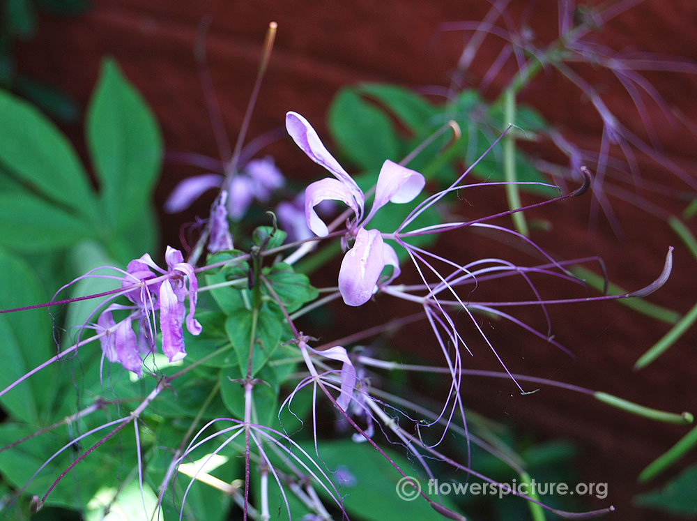 Cleome