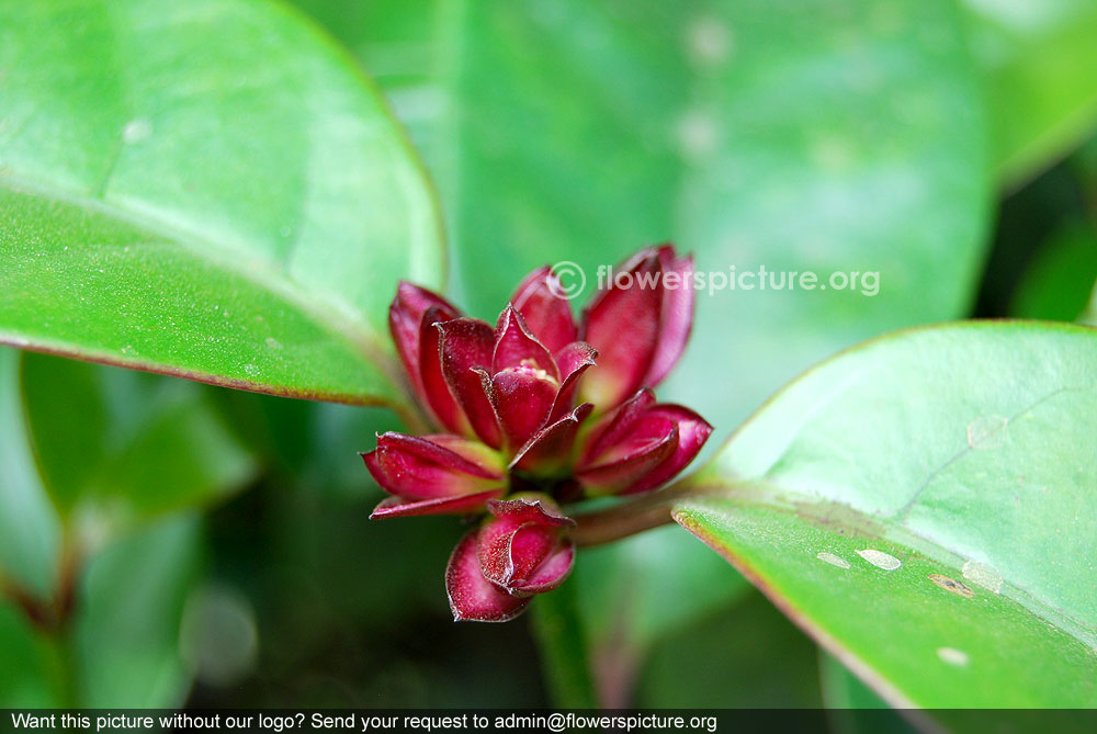 Climbing oleander